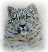 Snow Leopard by Sandra Smiley