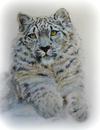 Snow Leopard-full by Sandra Smiley