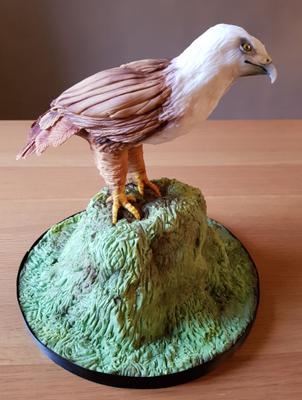 Red Backed Eagle of Pakistan by Zoe Robinson from England